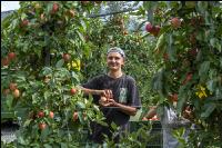 Apple harvest Puch 20