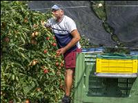 Apple harvest Puch 19