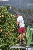 Apple harvest Puch 18