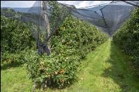 Apple harvest Puch 17