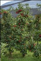Apple harvest Puch 16