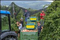 Apple harvest Puch 14