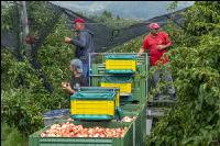 Apple harvest Puch 13