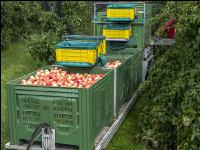 Apple harvest Puch 12