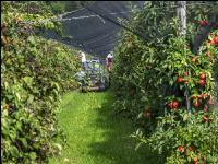 Apple harvest Puch 11