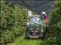 Apple harvest Puch 9