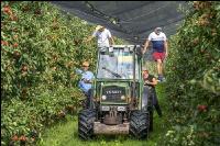 Apple harvest Puch 8