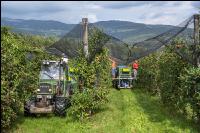 Apple harvest Puch 5