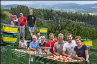 Apple harvest Puch 4