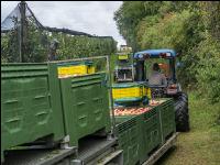 Apple harvest Puch 3