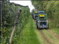 Apple harvest Puch 1