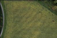 Soil compactions maize 7