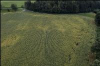 Soil compactions maize 8