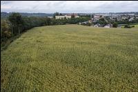 Soil compactions maize 9