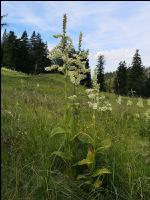 White hellebore 8