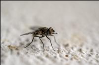 Autumn face flies 6