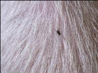 Autumn face flies 3