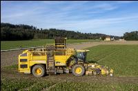 Sugar beets harvest 210