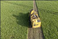 Sugar beets harvest 209