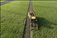 Sugar beets harvest 208