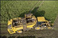 Sugar beets harvest 207