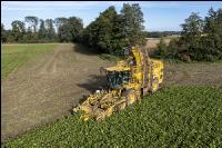 Sugar beets harvest 206
