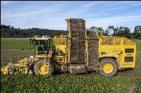 Sugar beets harvest 205