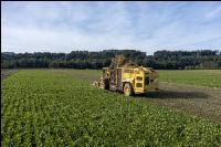 Sugar beets harvest 204