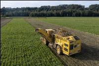 Sugar beets harvest 203