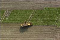 Sugar beets harvest 202