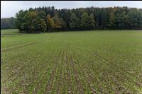 Barley direct seed 9