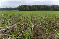 Barley direct seed 8