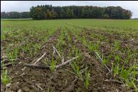 Barley direct seed 7