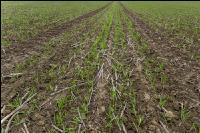 Barley direct seed 6