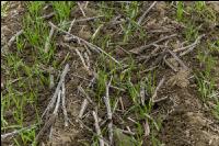 Barley direct seed 5