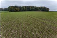 Barley direct seed 4