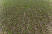 Barley direct seed 3