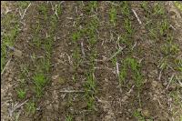 Barley direct seed 2