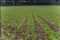 Barley direct seed 1