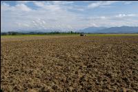 Intermediate crop seed 122