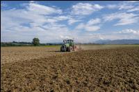 Intermediate crop seed 118