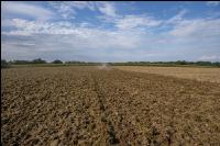 Intermediate crop seed 116