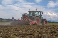 Intermediate crop seed 115