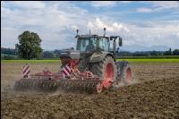 Intermediate crop seed 113