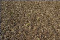 Intermediate crop seed 44