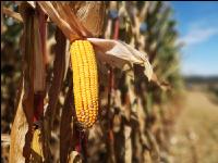 Maize treshing ripe 23