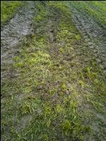 Soil compaction grassland 4