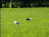 Storks on meadow 4