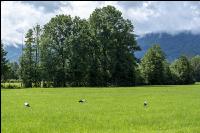 Storks on meadow 3