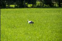 Storks on meadow 2